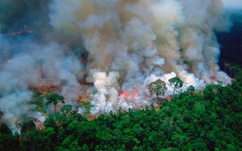 Tại sao rừng Amazon lại cháy? Tin tức vụ cháy rừng Amazon