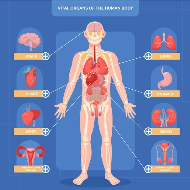 Sơ đồ các cơ quan nội tạng chính giúp giải thích cơ quan là gì một cách trực quan