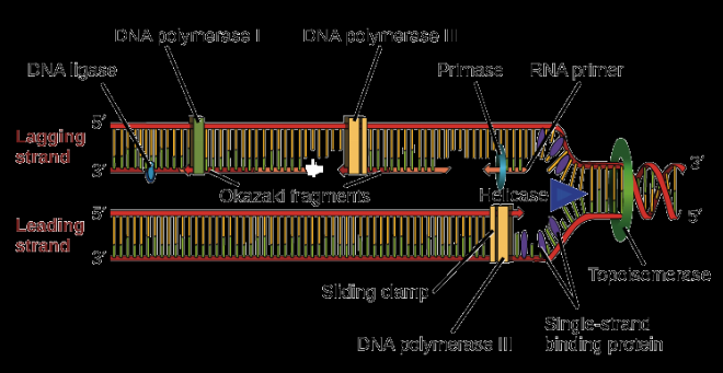 Các enzyme chính tham gia vào quá trình sao chép DNA bao gồm Helicase, Polymerase và Ligase