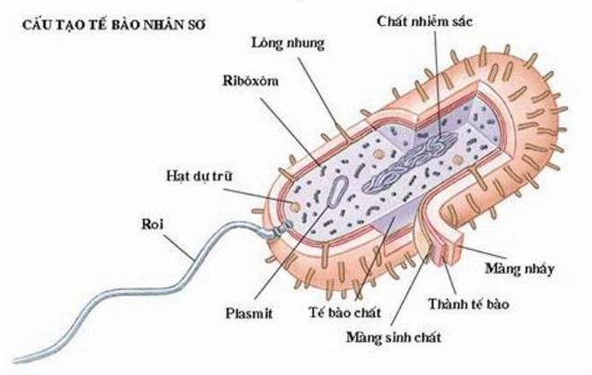 Hình ảnh minh họa cấu tạo chi tiết của tế bào vi khuẩn giúp giải đáp vi khuẩn là gì