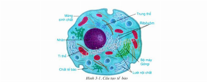 Sơ đồ cấu tạo tế bào động vật chi tiết với các bào quan chính trong môi trường nội bào
