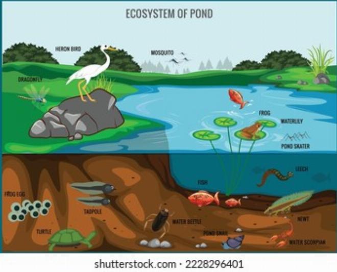 Minh họa cấu trúc cơ bản của hệ sinh thái bao gồm quần xã sinh vật và môi trường sinh cảnh vật lý
