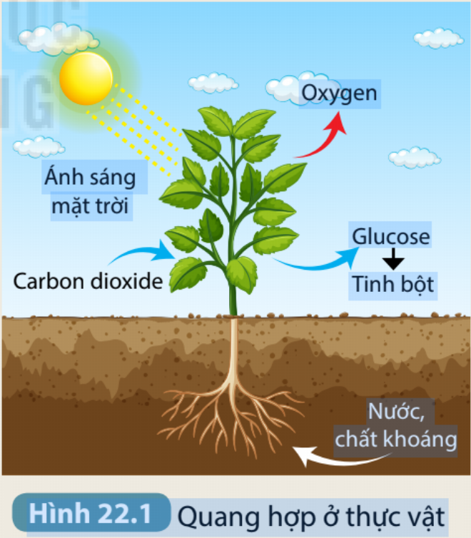 Cây xanh thực hiện quá trình quang hợp nhờ có nguồn nước đầy đủ