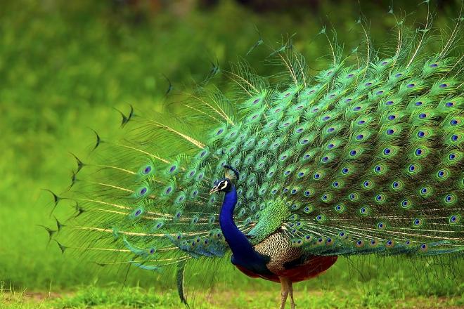Chim công đực xòe đuôi rực rỡ là hành động giao tiếp đặc trưng để thu hút bạn tình