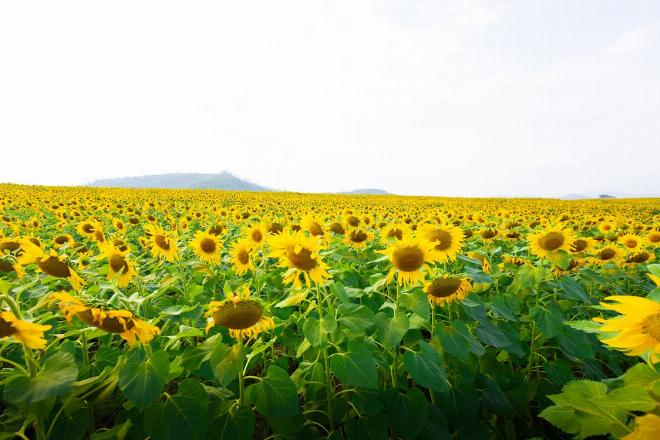 Hình ảnh cô bé Mây trong bộ đồ dân gian Việt Nam đi giữa cánh đồng khô hạn tìm truyện cổ tích giọng nữ nhẹ nhàng