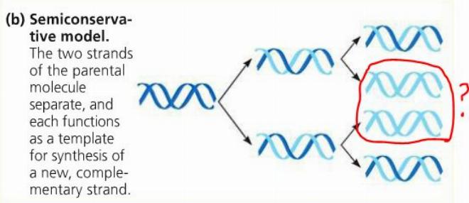 Sơ đồ minh họa nguyên lý sao chép DNA bán bảo toàn, với một sợi DNA cũ màu xanh và một sợi DNA mới màu đỏ