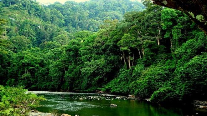 Hệ sinh thái rừng nhiệt đới đa dạng sinh học