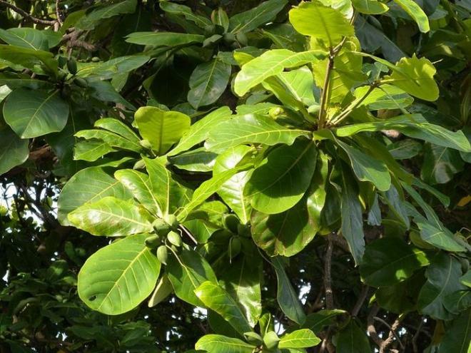 Chiếc lá bàng màu xanh non đang rung rinh trong nắng sớm, toả ra những ánh sáng lung linh kỳ diệu