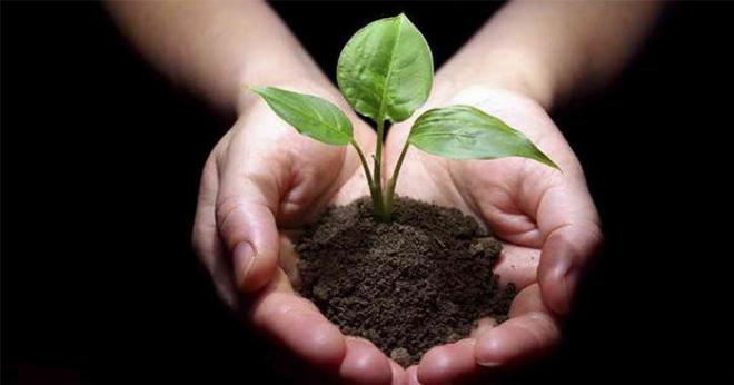 Những mầm cây bàng non xanh mơn mởn nhú lên từ đất ẩm dưới ánh nắng xuân ấm áp
