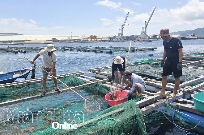 Ngư dân Việt Nam thu hoạch tôm biển giúp hiểu rõ tôm biển có bao nhiêu loại