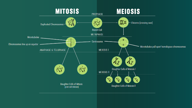 Hình ảnh minh họa cấu trúc nucleosome, đơn vị cơ bản của nhiễm sắc thể