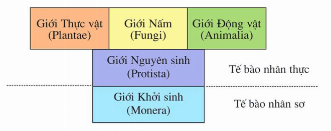 Sơ đồ minh họa các giới sinh vật là gì trong sinh học hiện đại