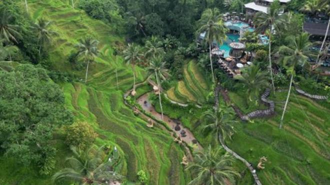 Sự khác biệt giữa hệ sinh thái tự nhiên rừng nhiệt đới và hệ sinh thái nhân tạo đồng ruộng