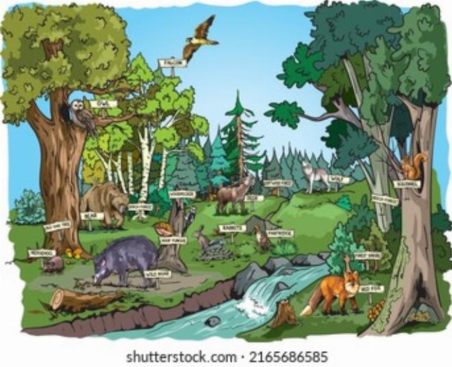 Hình ảnh minh họa sự đa dạng của các loại sinh vật là gì trong hệ sinh thái tự nhiên