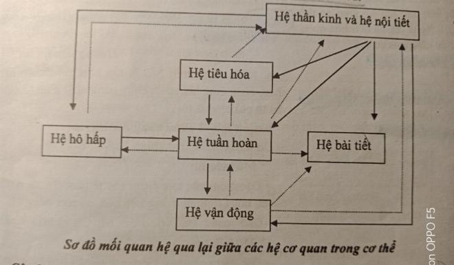 Sơ đồ mô phỏng sự phối hợp giữa các hệ cơ quan là gì trong cơ thể người