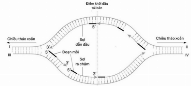 Minh họa quá trình tổng hợp sợi dẫn đầu liên tục và sợi theo sau với các đoạn Okazaki gián đoạn tại ngã ba sao chép