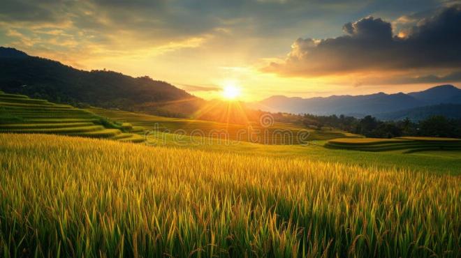 Hạt lúa thần lấp lánh mang lại niềm vui trong truyện cổ tích vùng quê